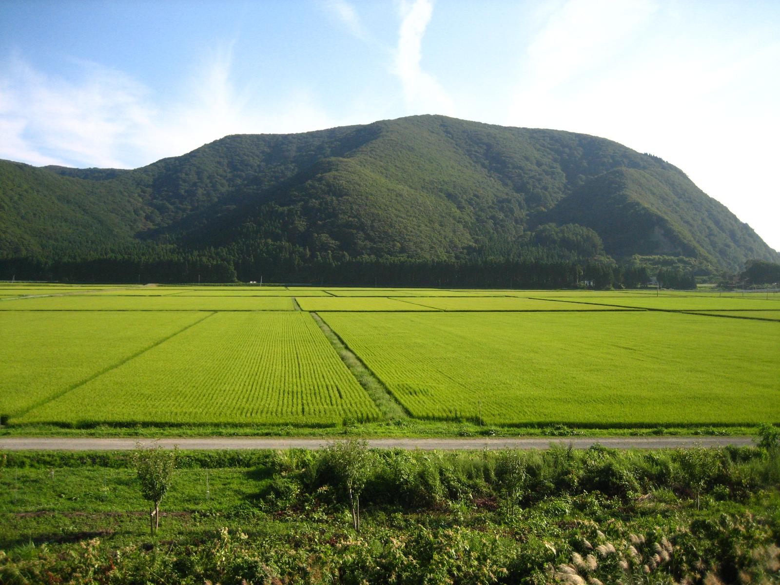 田んぼ通信 第三号