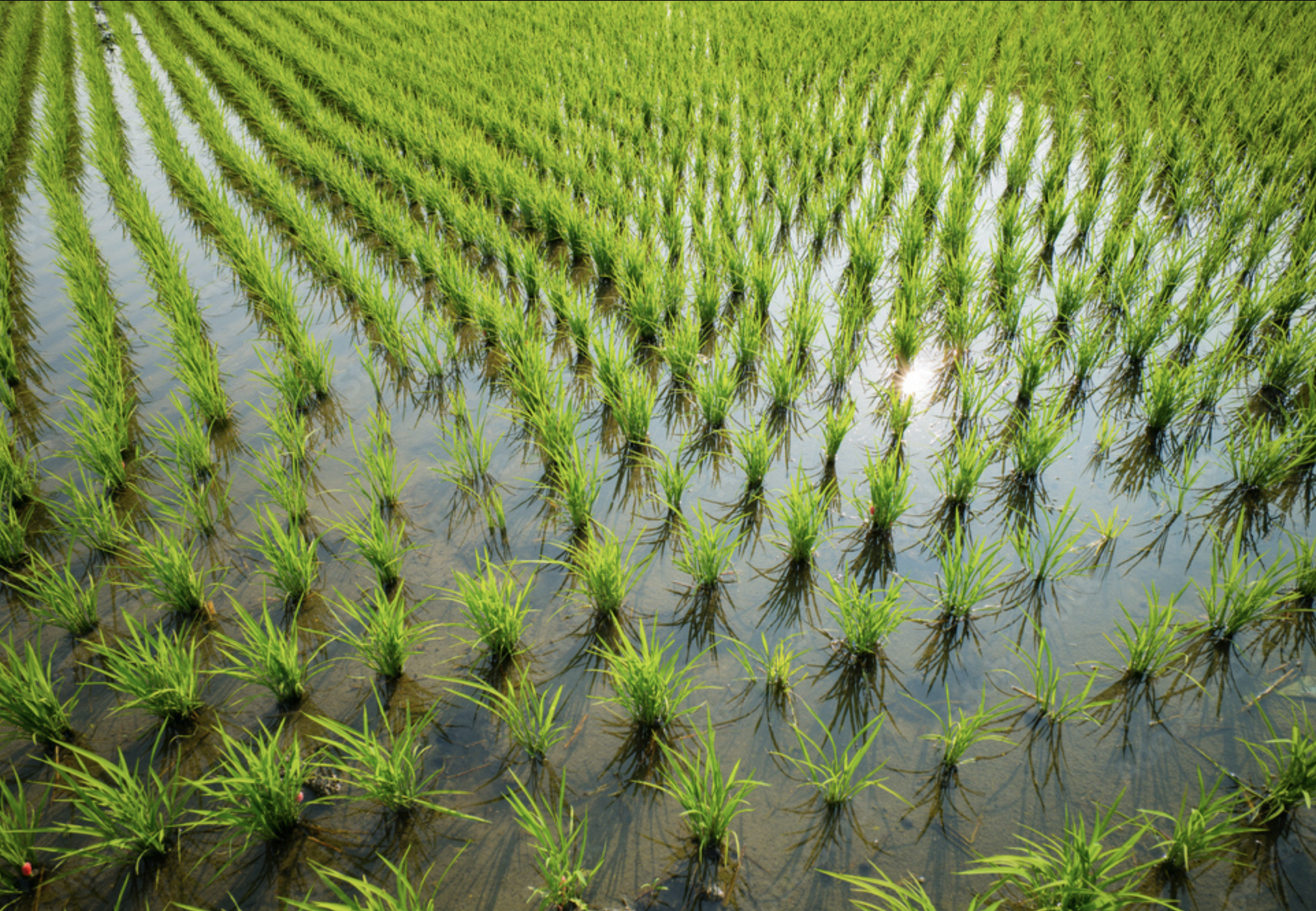 Distant Rice alt text